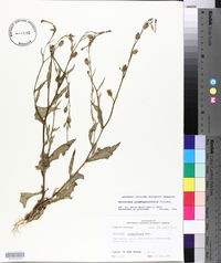 Image of Nicotiana plumbaginifolia