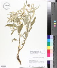 Solanum elaeagnifolium image