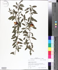 Solanum pseudocapsicum image