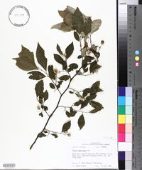 Styrax americanus image