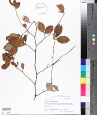 Stewartia malacodendron image