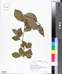 Stewartia malacodendron image