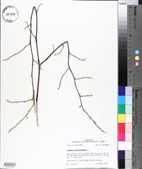 Stewartia malacodendron image