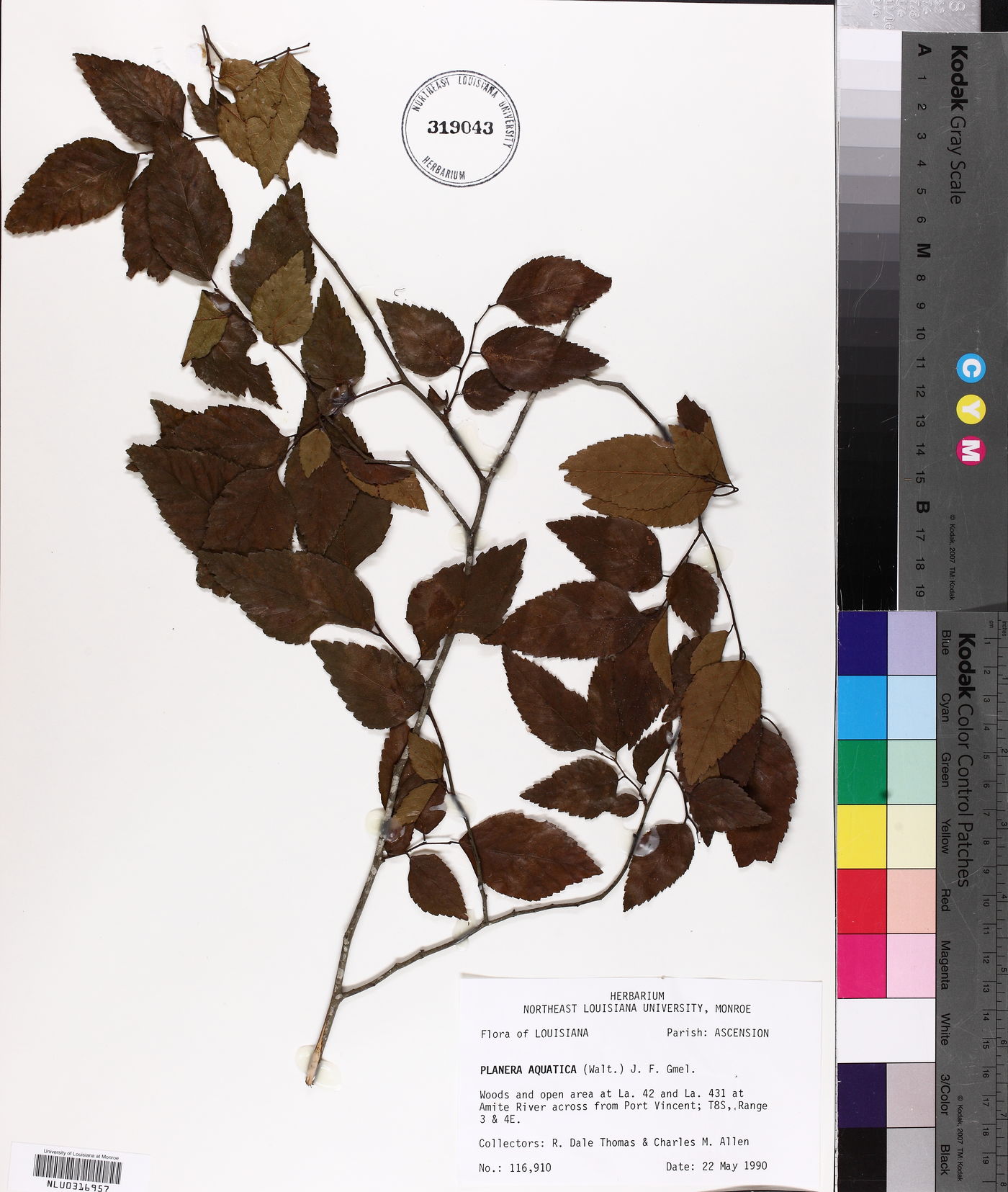 Planera image