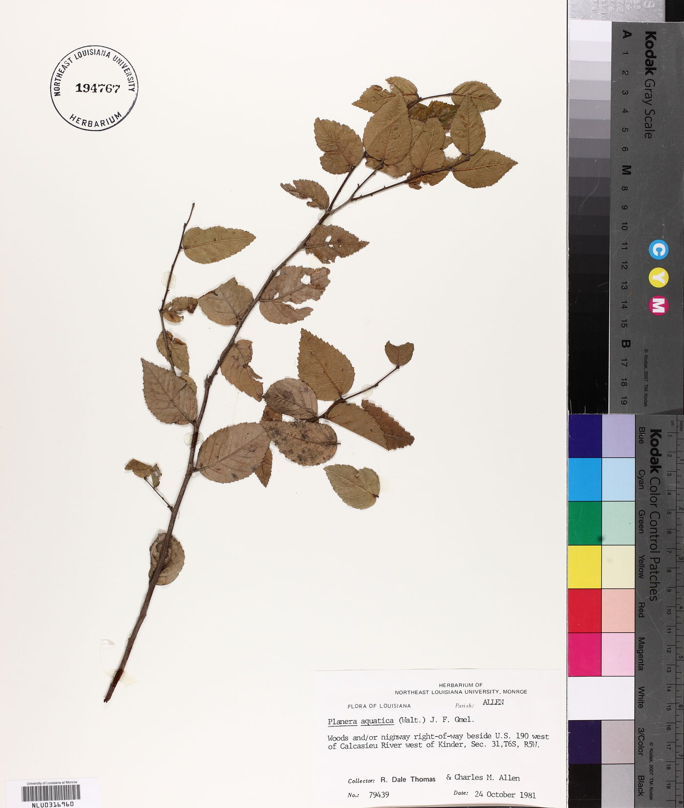 Planera aquatica image
