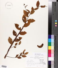 Ulmus alata image