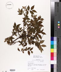 Ulmus alata image