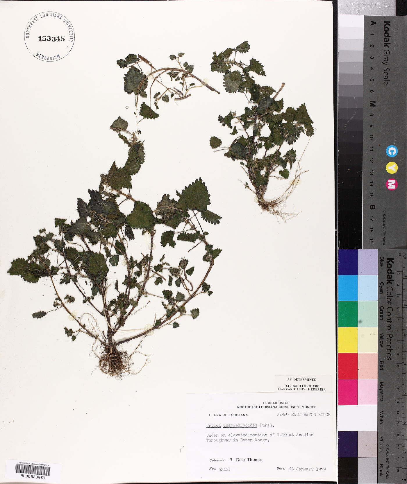 Urtica chamaedryoides image