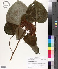 Clerodendrum bungei image