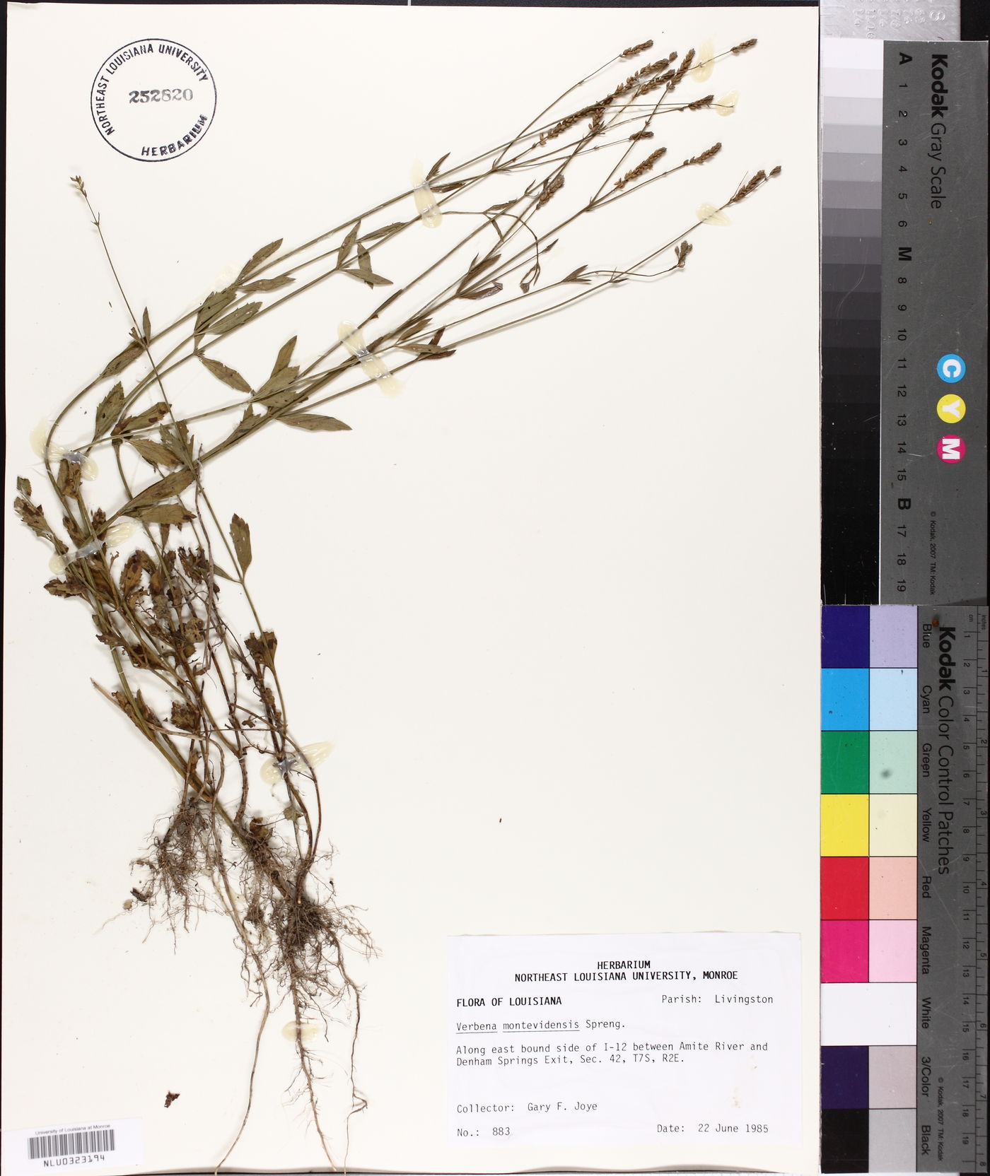 Verbena montevidensis image