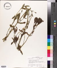 Verbena brasiliensis image