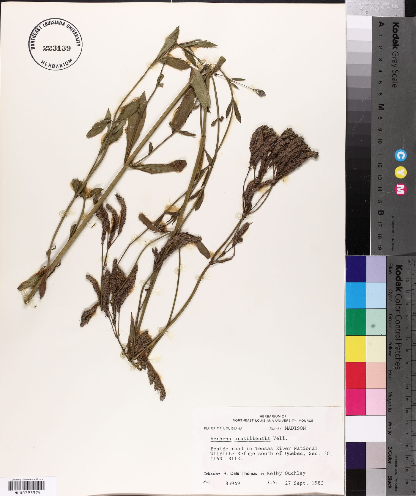Verbena brasiliensis image