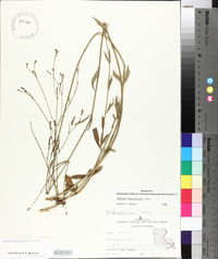 Verbena brasiliensis image