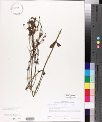 Verbena brasiliensis image