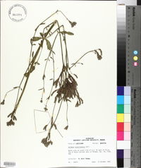 Verbena brasiliensis image