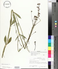 Verbena brasiliensis image