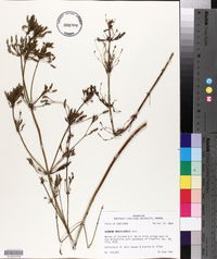 Verbena brasiliensis image