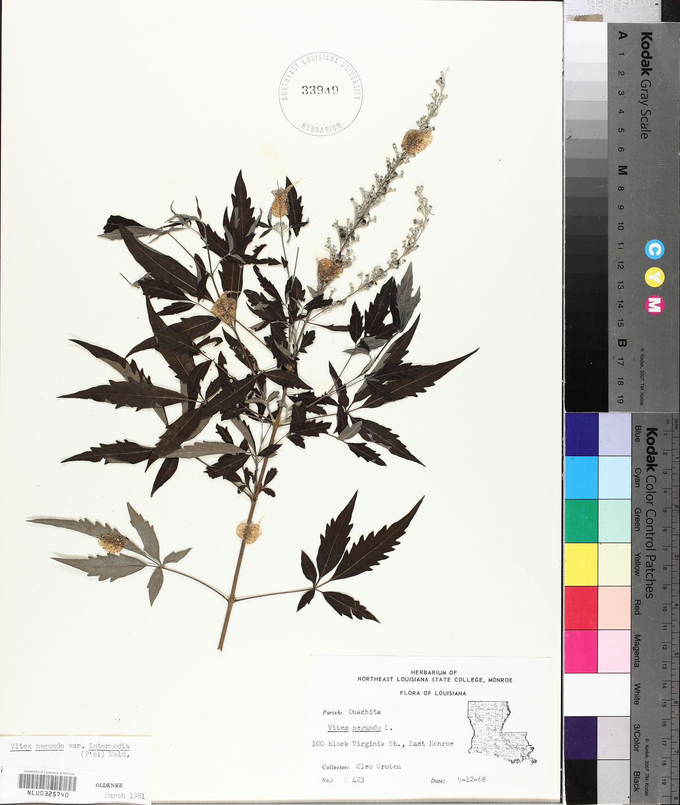 Vitex negundo var. intermedia image