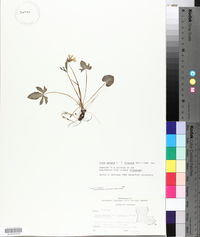 Viola palmata var. palmata image
