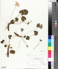 Viola nephrophylla image