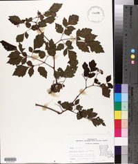 Nekemias arborea image