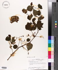 Ampelopsis cordata image