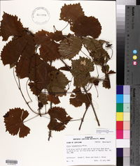 Vitis rotundifolia image