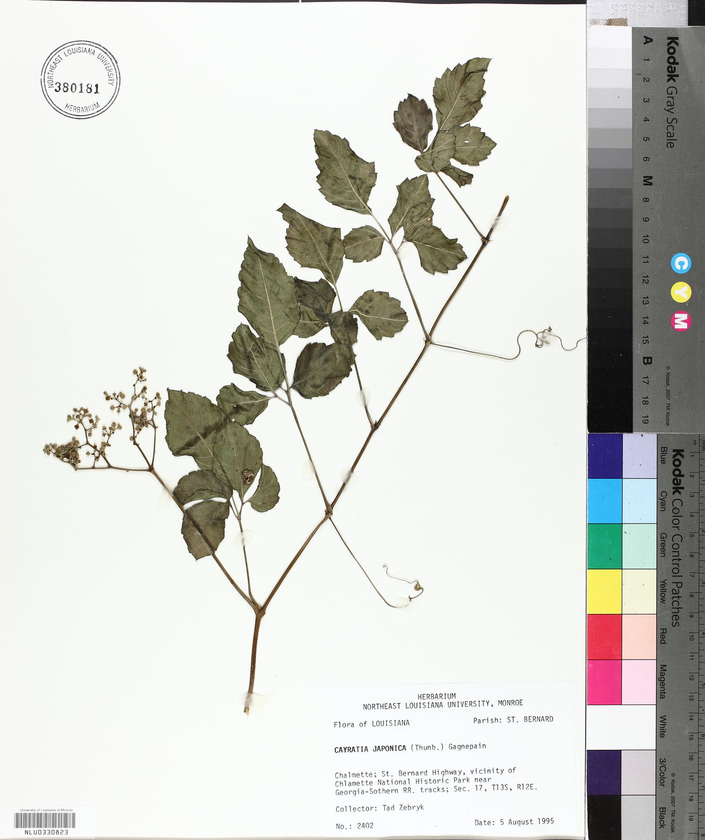 Cayratia japonica image