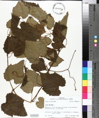 Vitis vulpina image