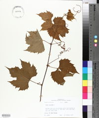 Vitis vulpina image