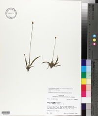 Xyris difformis var. curtissii image