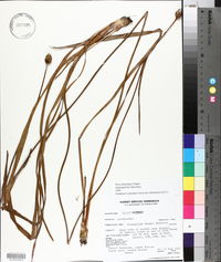 Xyris platylepis image