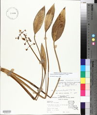 Sagittaria platyphylla image