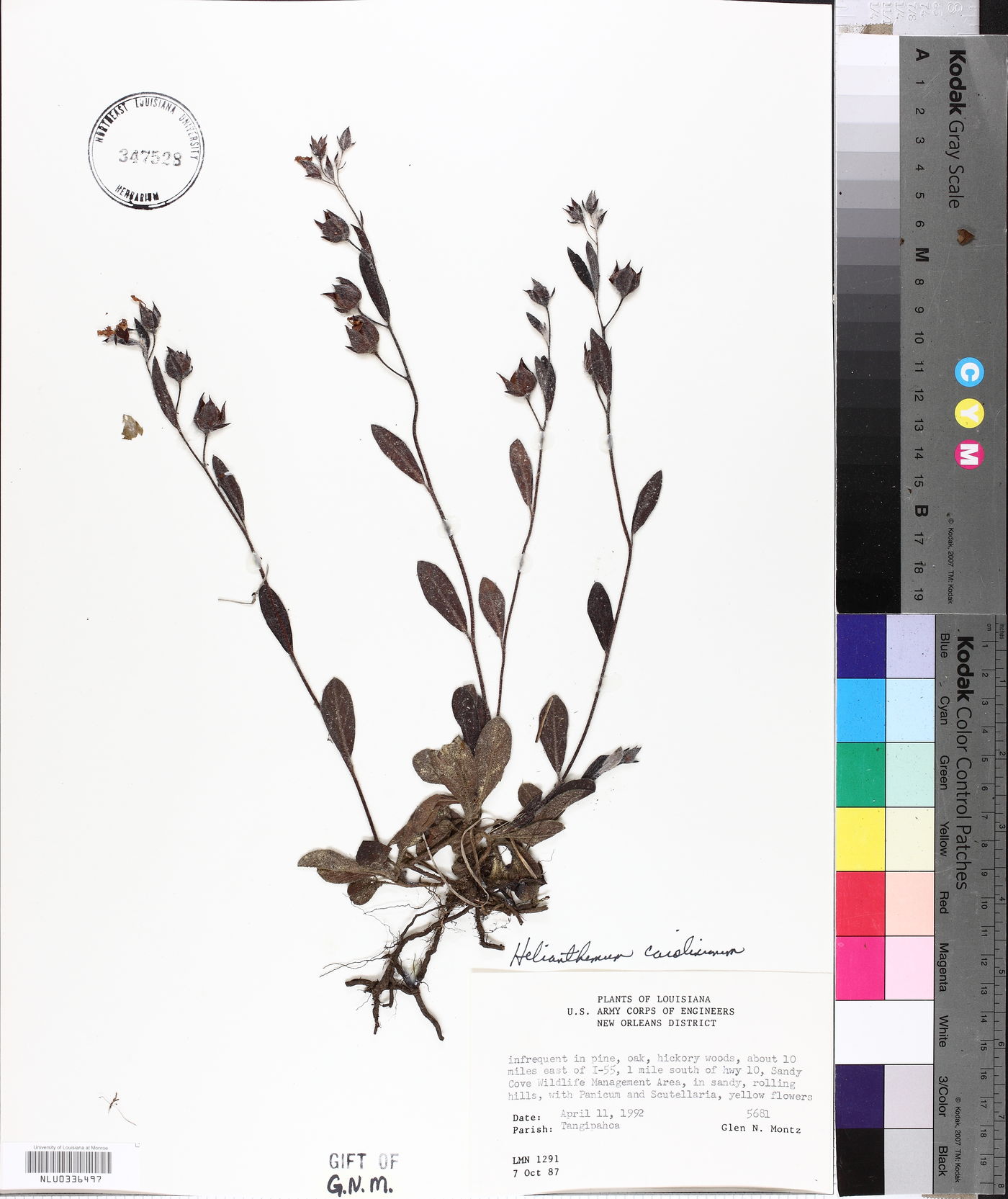 Helianthemum carolinianum image