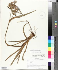 Tradescantia hirsutiflora image