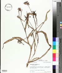 Tradescantia ohiensis image