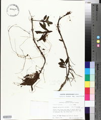 Cuscuta obtusiflora image