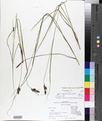 Carex complanata image