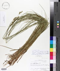 Carex festucacea image