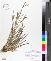 Carex flaccosperma image