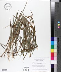 Carex flaccosperma image