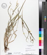 Carex flaccosperma image