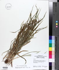 Carex flaccosperma image