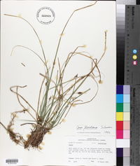 Carex floridana image