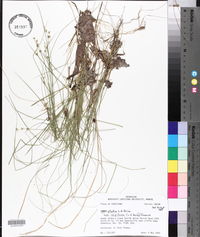 Carex atlantica subsp. capillacea image