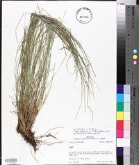 Carex atlantica subsp. capillacea image