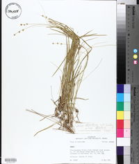 Carex atlantica subsp. atlantica image