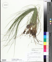 Carex atlantica subsp. capillacea image