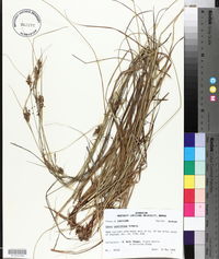 Carex caroliniana image