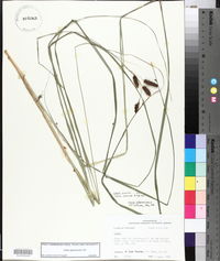 Carex glaucescens image